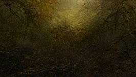 Bloom in the forest